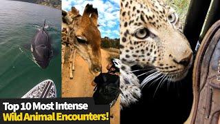 Top 10 Most Intense Wild Animal Encounters