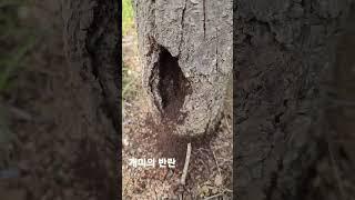 개미의 반란