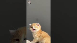 #shorts #The beautiful voice of a cute little cat. #cutecat #kitty #kitten # cat voice