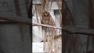 Chim cú mèo #theowl #animal #cuteanimal #cuteowl #amazing #viral #shorts #PTN