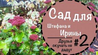 Результаты реконструкции сада️Прошёл год️Очитки️Пузыреплодник️Дерен Элегентиссима️Горец️Аллиум