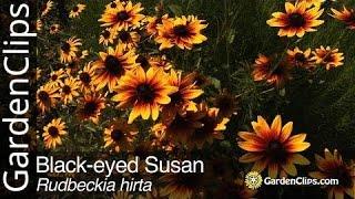 Black-eyed Susan - Rudbeckia hirta - Grow Rudbeckia