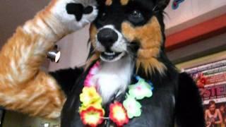 Dogbomb Politics