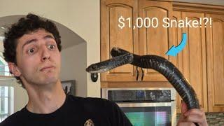 I spent $1,000 at the biggest reptile expo in the country!