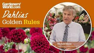 Caring for dahlias - Golden Rules