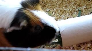 Guinea pig Mila eating grass:)