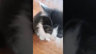 Я не хочу мучить кота