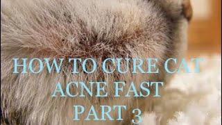 Cat Acne Dirt Specks on Chin - Part 3 of 1 #catacne #cats