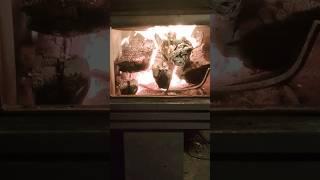 #peterlabrash10 @PETERLABRASH10 #peterlabrash1 @PETERLABRASH1 #fireplaceflames