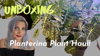 Unboxing Rare Plant Alocasia Haul from PLANTERINA! Gorgeous AFFORDABLE, Spooky Plants!