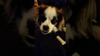 The Best #shortvideo #shorts #dog