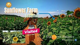 One of the Most Visited Sunflower Farm Every Year in the Province of Ontario