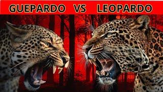 leopardo vs guepardo - diferencias y SEMEJANZAS