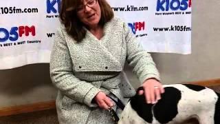 K105 Pet of the Week