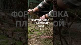 ФОРМИРОВКА ПЛЕТИСТОЙ РОЗЫ ФЛОРЕНТИНА. #розывсаду #иринанаумова #орозахза1минутуиринанаумова #розы