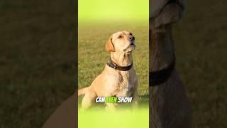Fun Dog Facts You Didn’t Know! #DogLover #FunFacts #Shorts