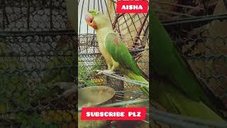 parrot talk bilal Aisha