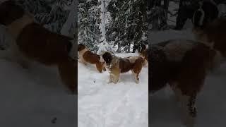 Dogs enjoying the snow. #doglover #snow #dogsnow