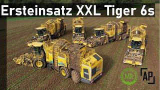 Zuckerrübenernte 2023 XXL Ersteinsatz 5x Ropa Tiger 6s - Maschinenring Göttingen