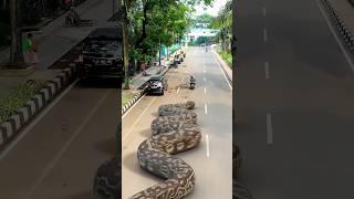 Big Anaconda Snake on Video #snake #shorts #vfx #animation