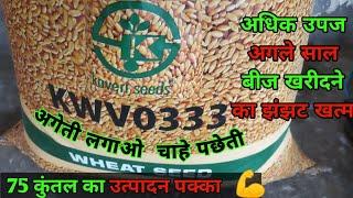 kaveri kwv 0333 wheat seed | kaveri 0333  wheat seed @hariyalidekhushhali