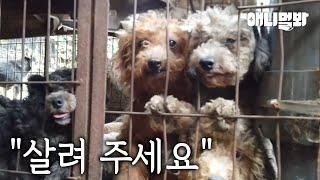 강아지들의 지옥…(충격 주의) | (Shocking) Hell for The Dogs…