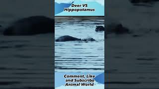 Deer VS Hippopotamus ,#animalworld, #shorts, #yearofyou