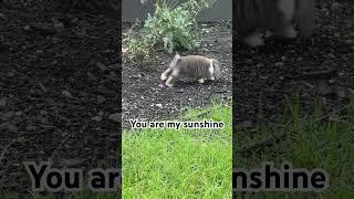 You are my sunshine #bunny #cuteblaze