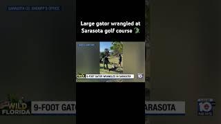 Large gator wrangled at Sarasota golf course #sarasota #alligator