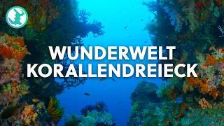 1,5 Stunden Unglaubliches Korallenriff | Doku zum Einschlafen | Earth Stories Deutschland