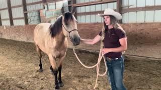 Do you use the lead rope wiggle to back your horse? Here’s why I don’t like it…