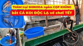 Đi mua CÁ KOI ĐẸP, ĐỘC, LẠ về chơi TẾT | Ngắm CÁ KOI KHỦNG tại SHINODA KOI FARM