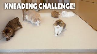 Kneading Challenge! Cats on a Memory Foam Mat! | Kittisaurus