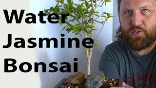 Water Jasmine Bonsai Part 1 (Wrightia Religiosa) - Heavy Root Pruning on Incredibly Resilient Plant