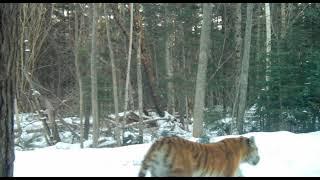 Wonderful siberian tigress