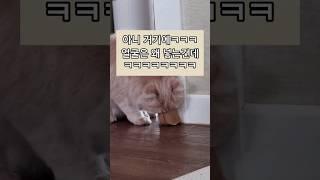 엉뚱한 매력의 #페르시안 #고양이