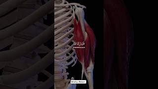 Allah is The Best creator. Surah Al Mominoon verse14 beautiful quran recitation #quran #islam