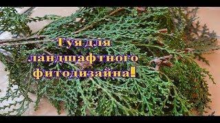 Thuja Thuja twigs are easy to root! Is there a result!