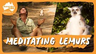 Spending a day with the Lemurs | Australia Zoo Life