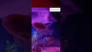 New Friend For my Milky koi #fishytails #asmr #aquarium #entertainment