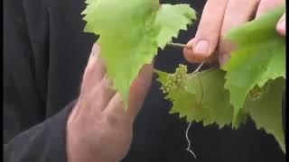 Continuously Fruiting Grape Video