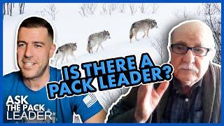 Dr. Mech Debunks Dog Myths! Leadership in Wolves Explained