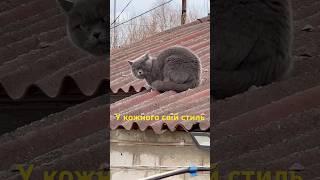 Стиль їзди ! #смішнівідео #Шанель #diy #гумор #catsofyoutube #коти #кошатники #смішнімоменти