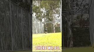 EFFORT BALL! #cricket #viral #sport #sports #funny #funnyvideo #fun