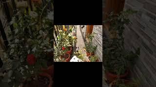 Cute little Garden| My Garden | #techtalkwithpal