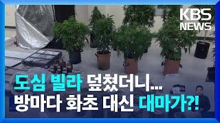 도심 빌라에서 마약류 11kg 압수…대마 재배까지 / KBS  2022.08.31.