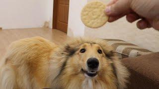 Rough Collie Jessie Training How to Teach Your Dog to Bark