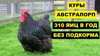 Разведение кур породы Австралорп как бизнес идея | Куры Австралорп