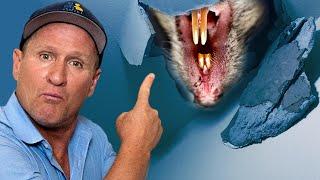 RATS CHEWING THROUGH BABY'S BEDROOM CEILING!! How to get rid of rats fast!