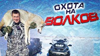 охота на волков.ВОЛКИ НАПАДАЮТ НА СКОТ!!!wolf hunting.